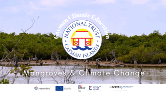 Mangroves and Climate Change